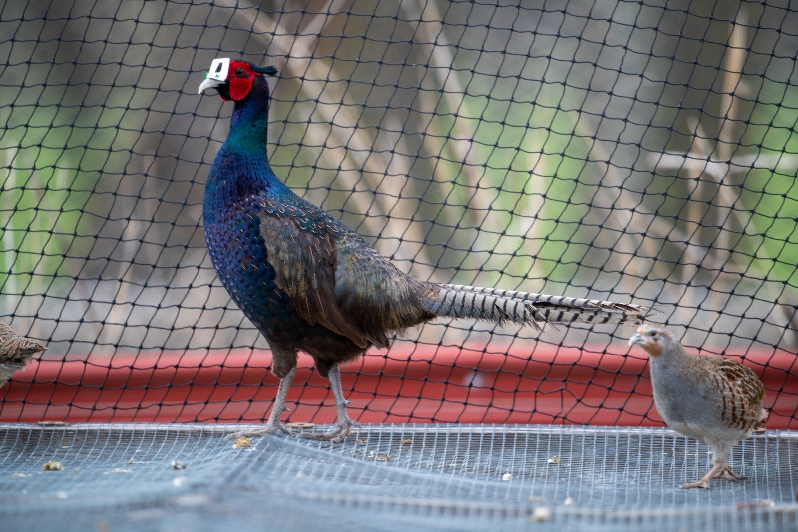 6+ Melanistic Mutant Pheasant Hatching Eggs
