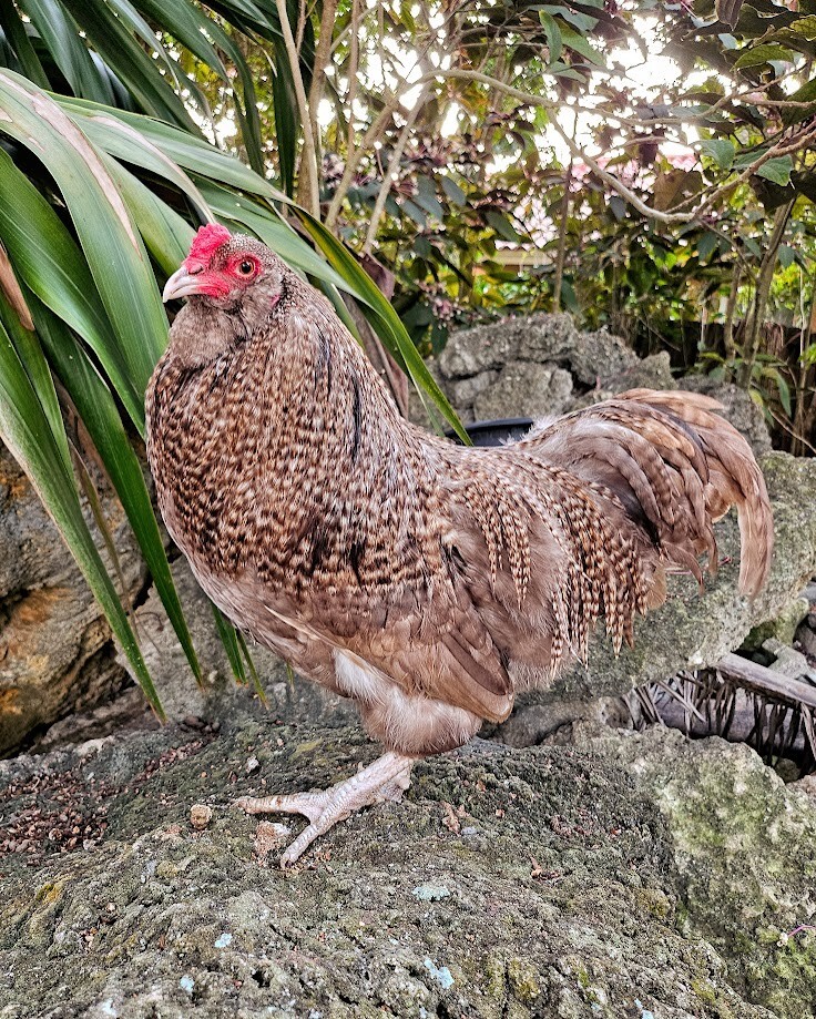 6 Chocolate Cuckoo Ameraucana Hatching Eggs - Half Dozen Shipped in Foam!