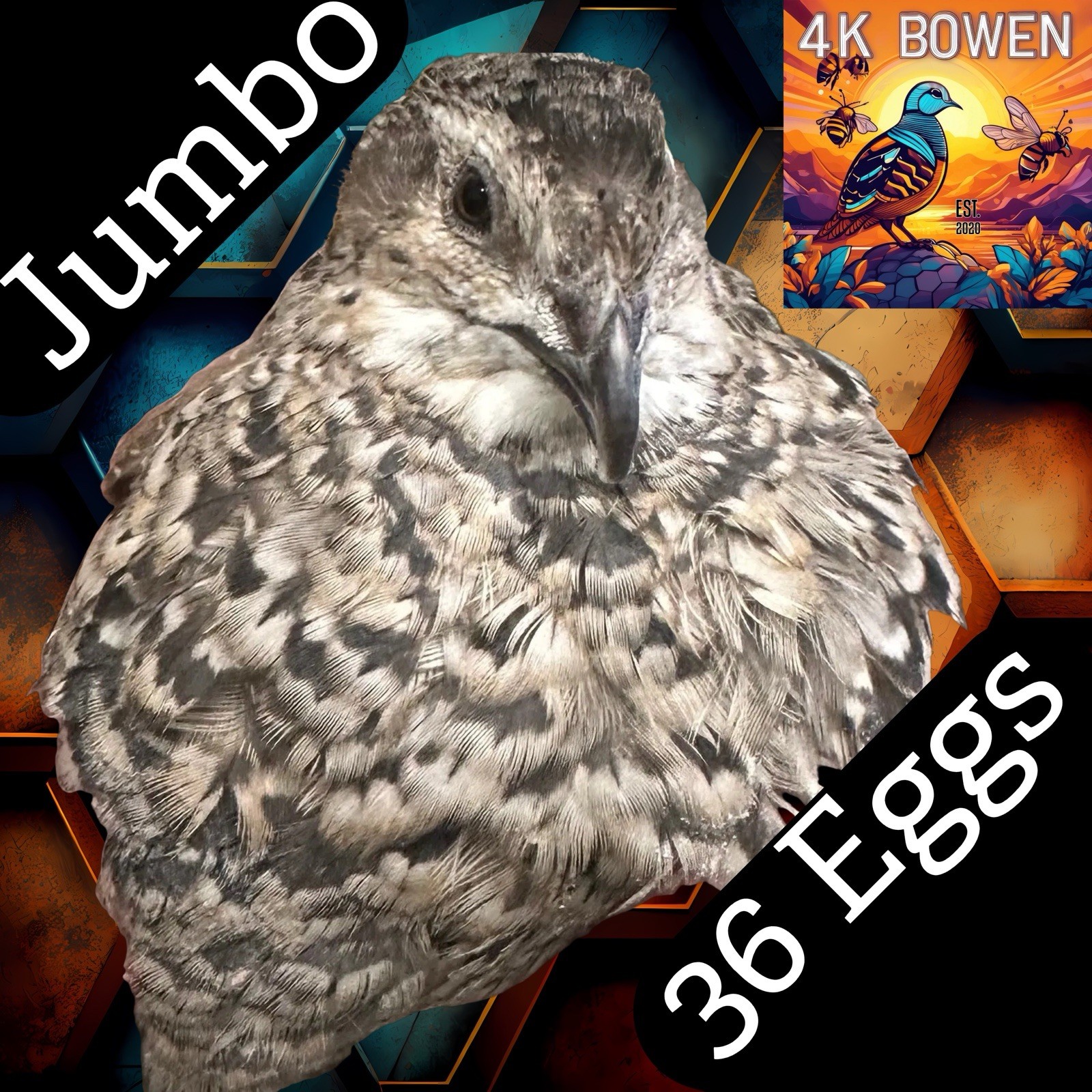 36 Jumbo Coturnix Quail Fertile Hatching Eggs, NPIP Certified Game Farm