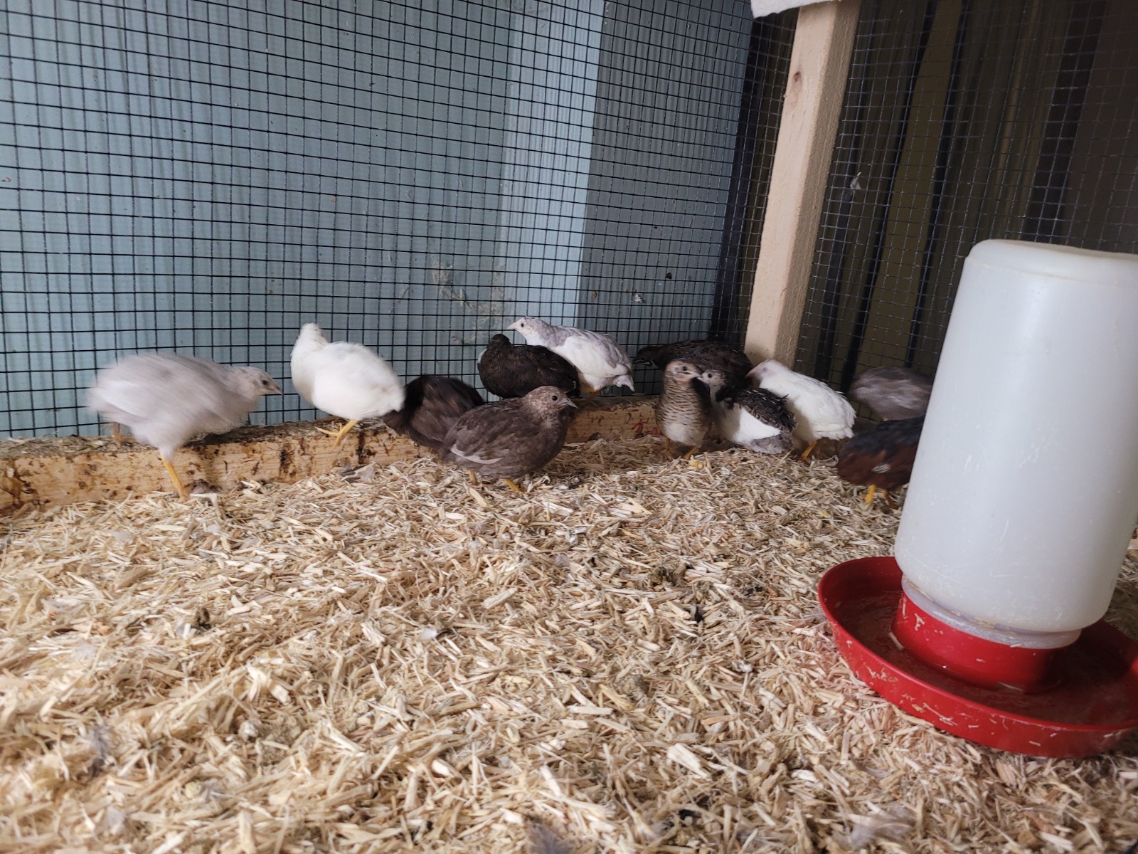 12+ Button Quail Hatching eggs