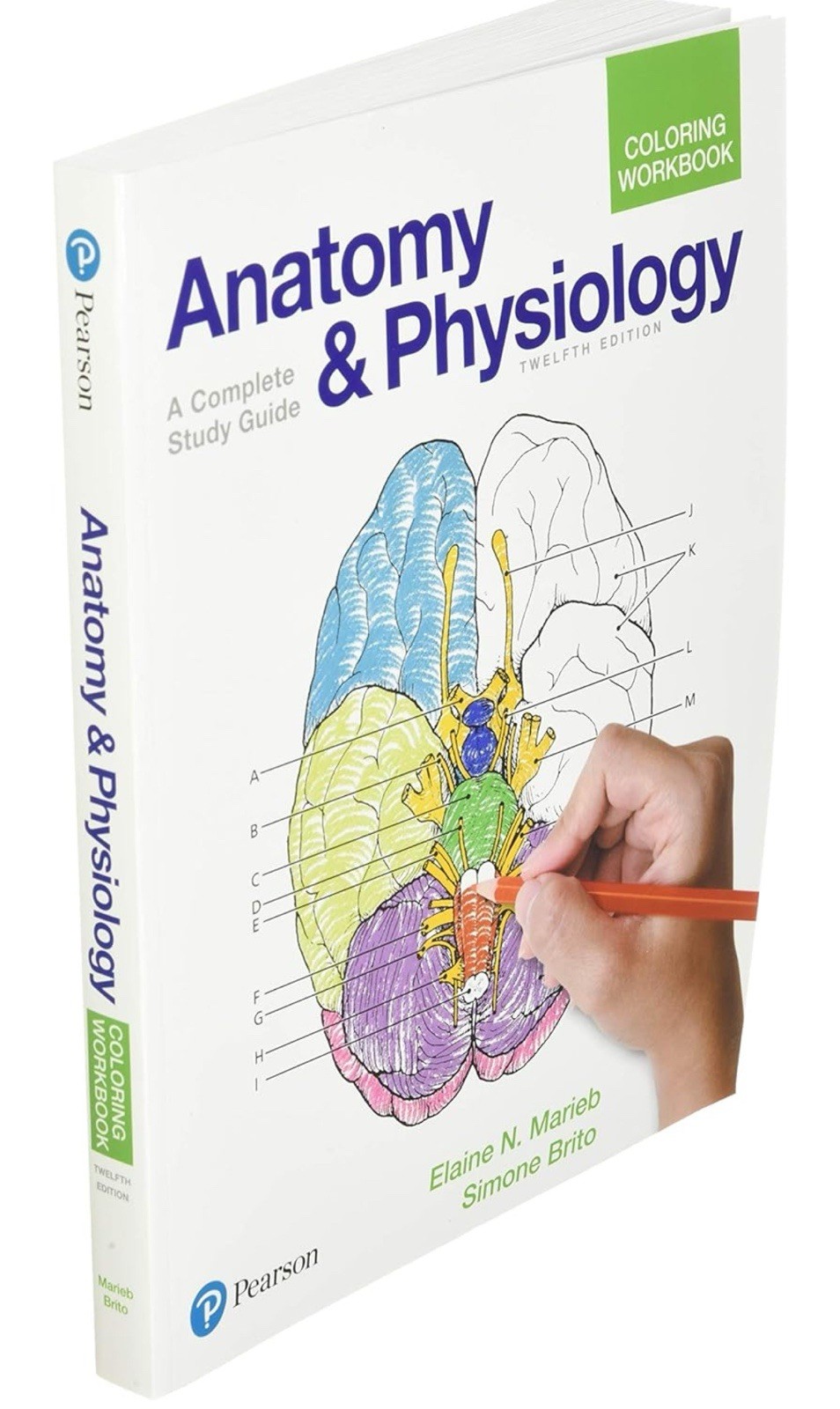 Anatomy and Physiology Coloring Workbook : A Complete Study Guide by Elaine...