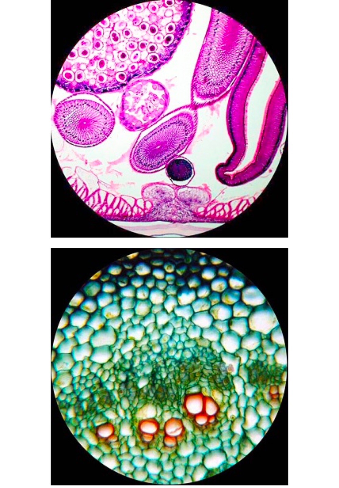 AmScope PS100A 100 Homeschool Biology Prepared Microscope Slides - Set A