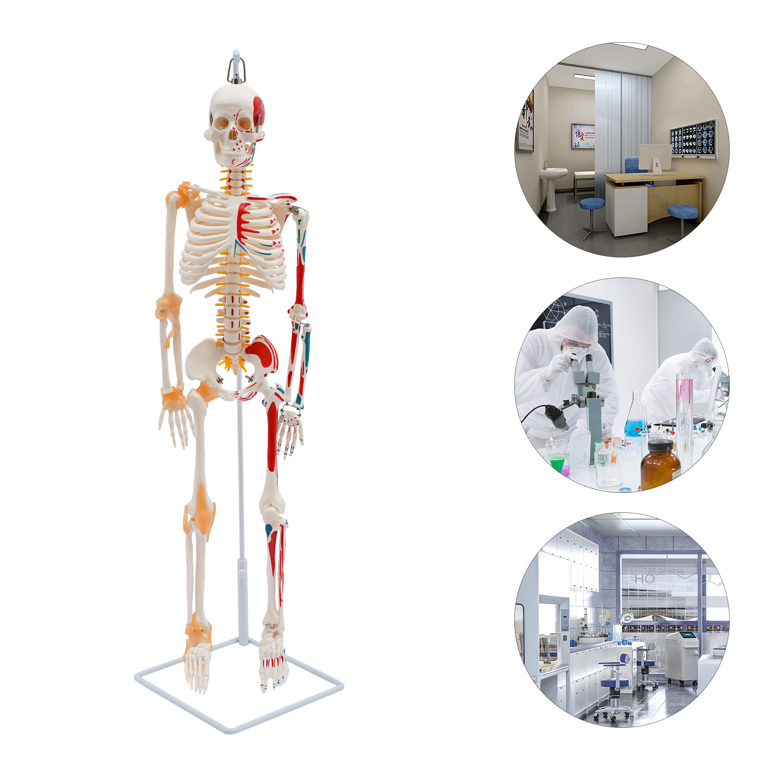 34" Half Life Size Human Skeleton Model For Doctors' Office or Anatomy Classroom
