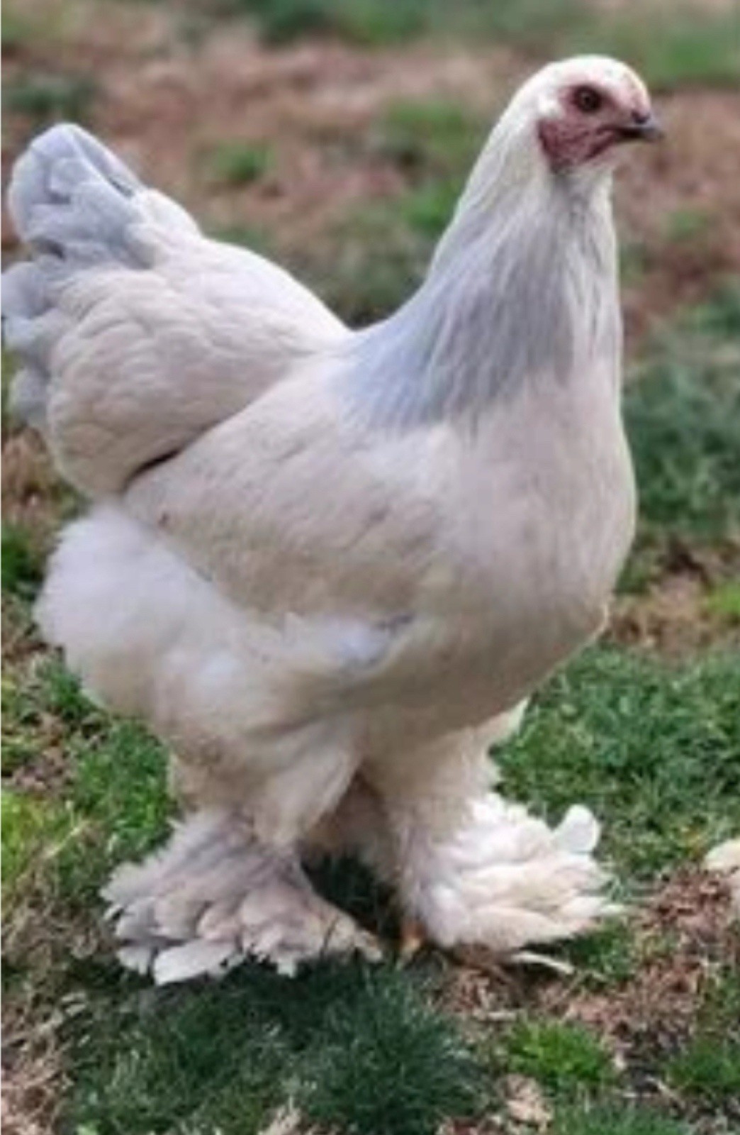 12+ GENTLE GIANTS~ BUFF LAVENDER COLUMBIAN BRAHMA  Fertile Chicken Hatching Eggs