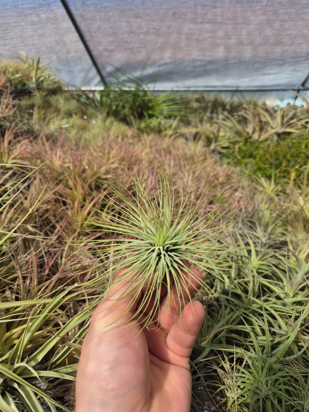Tillandsia Andreana