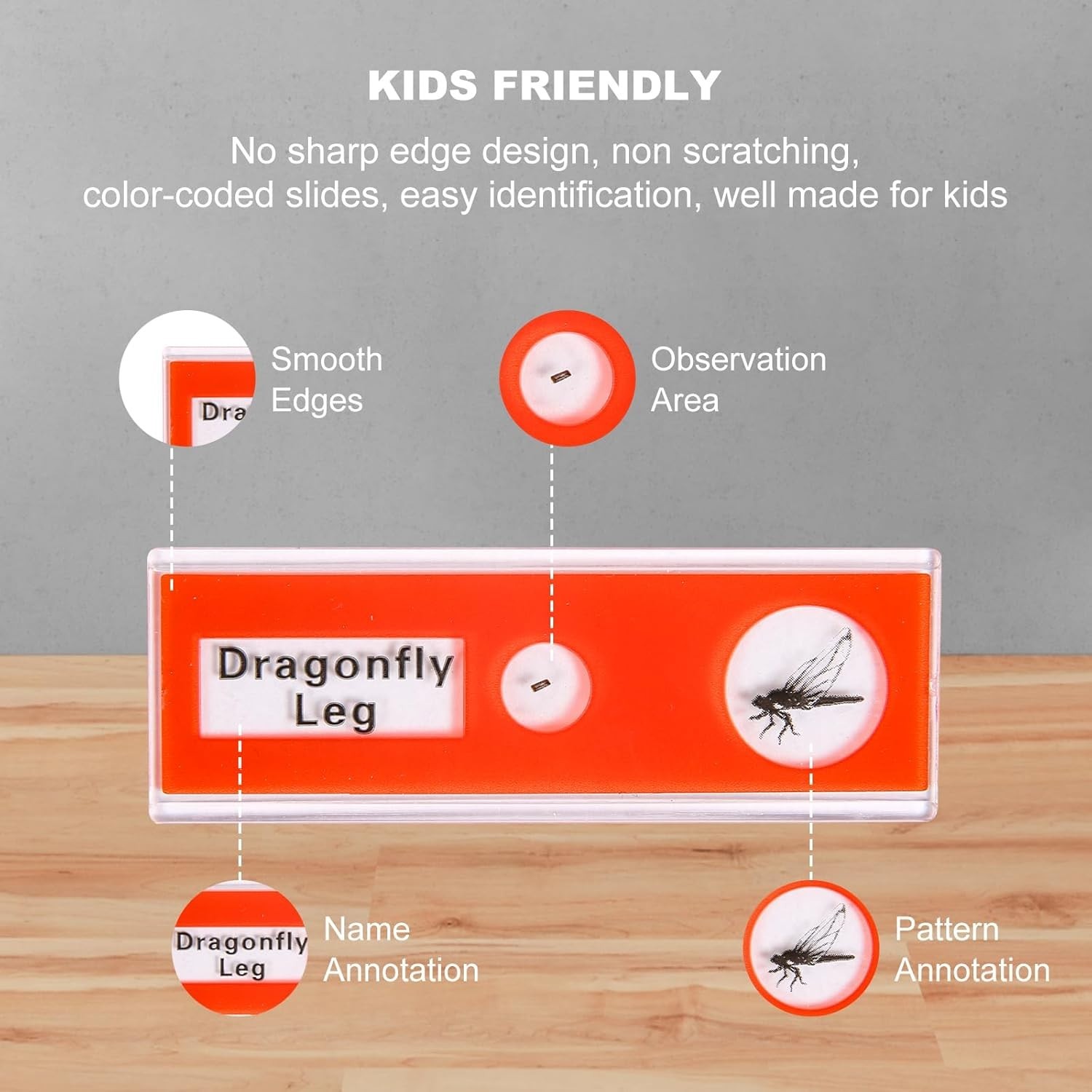 48 Prepared Microscope Slides for Kids - Safe & Clear Science Education