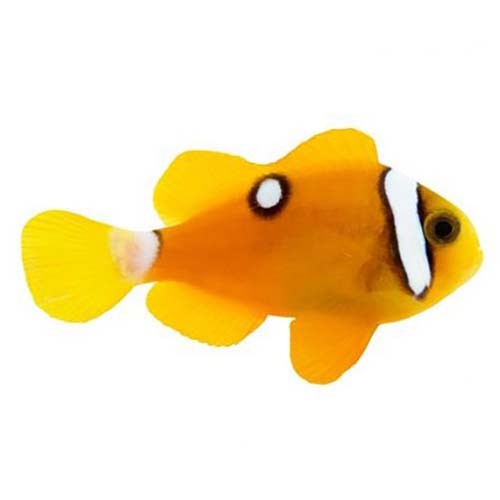 Captive-Bred Deluxe Clarkii (Amphiprion clarkii) PAIR - ORA