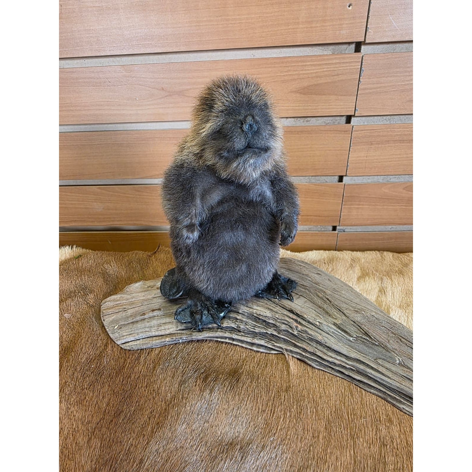 FHCK127 - Baby Beaver Taxidermy Mount