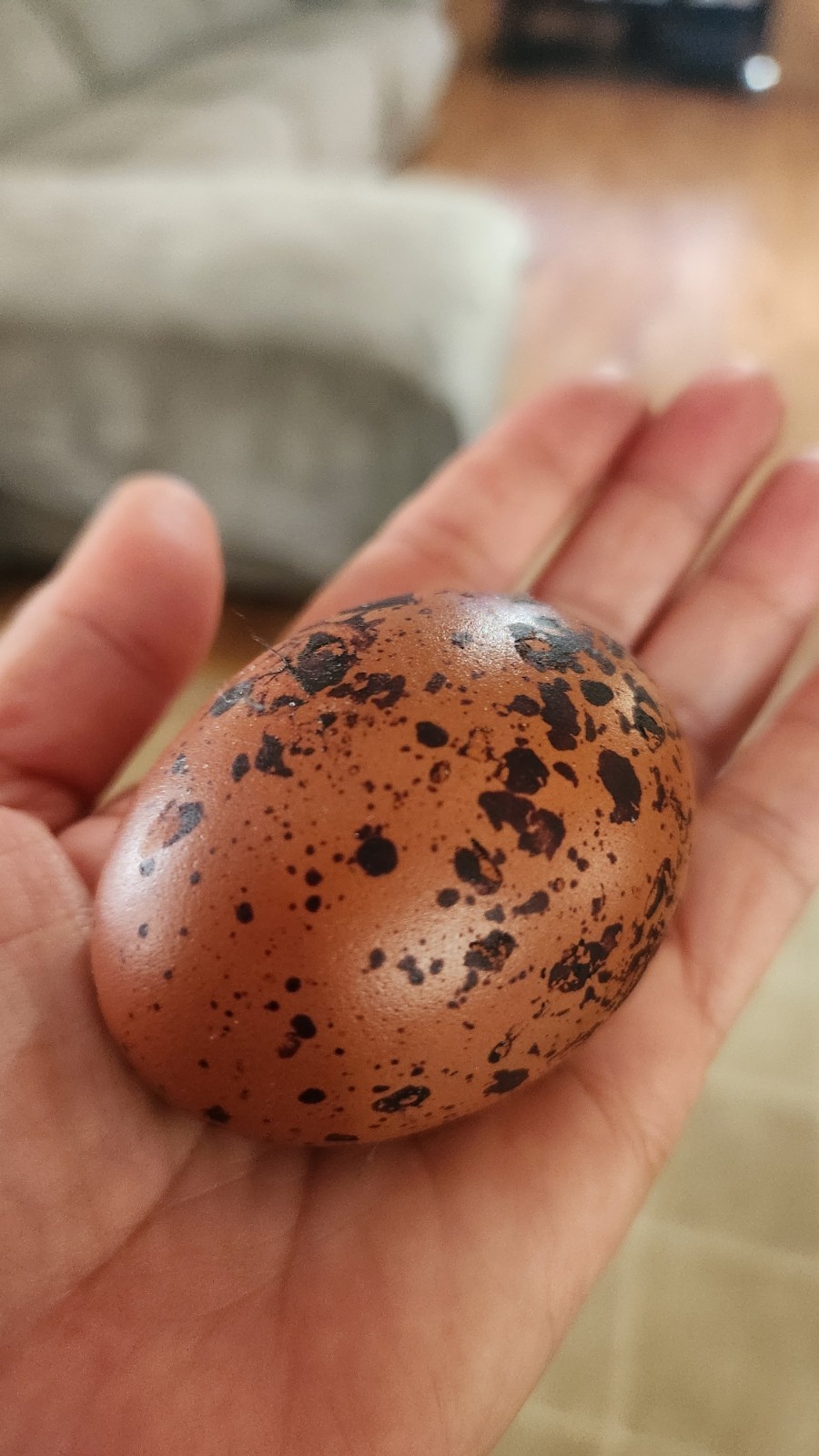 8+ Quality French Black Copper Maran Hatching Eggs eggs. Read Description
