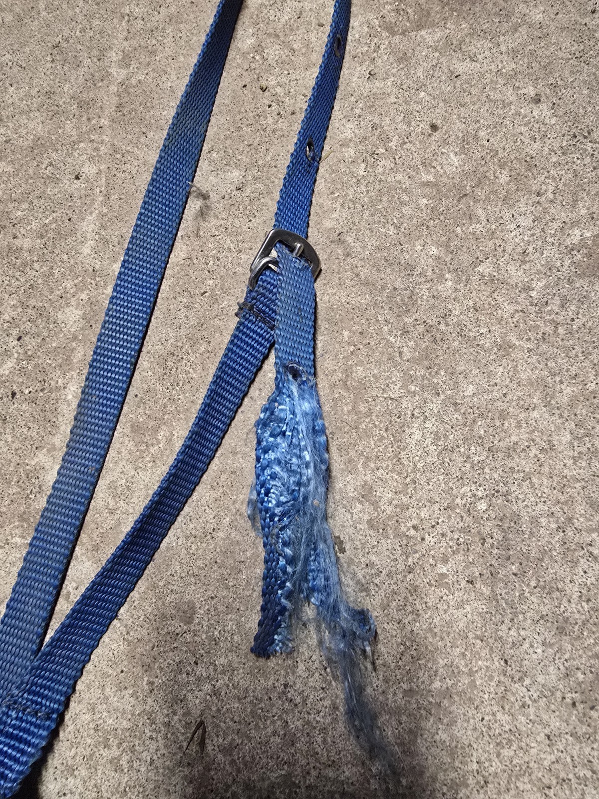 Blue Nylon Horse Sized Tie Down Used