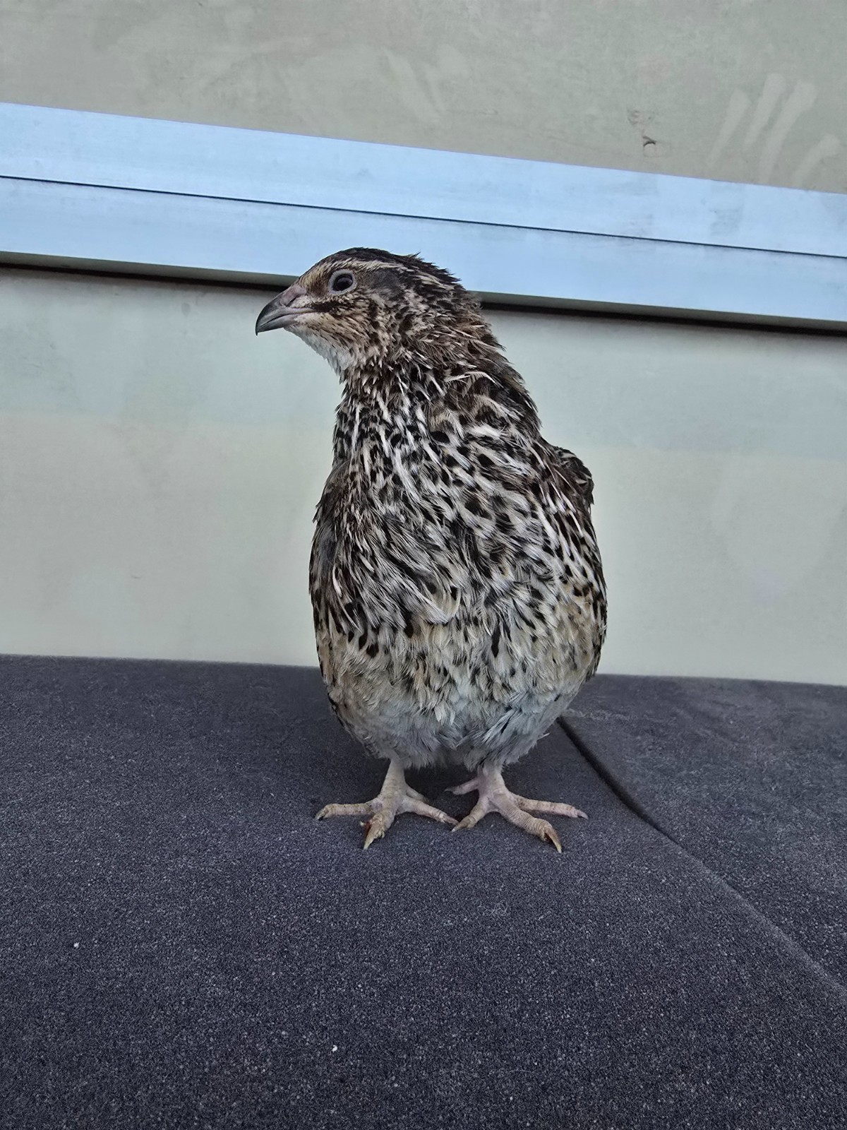 Variety Coturnix Quail Hatching Eggs