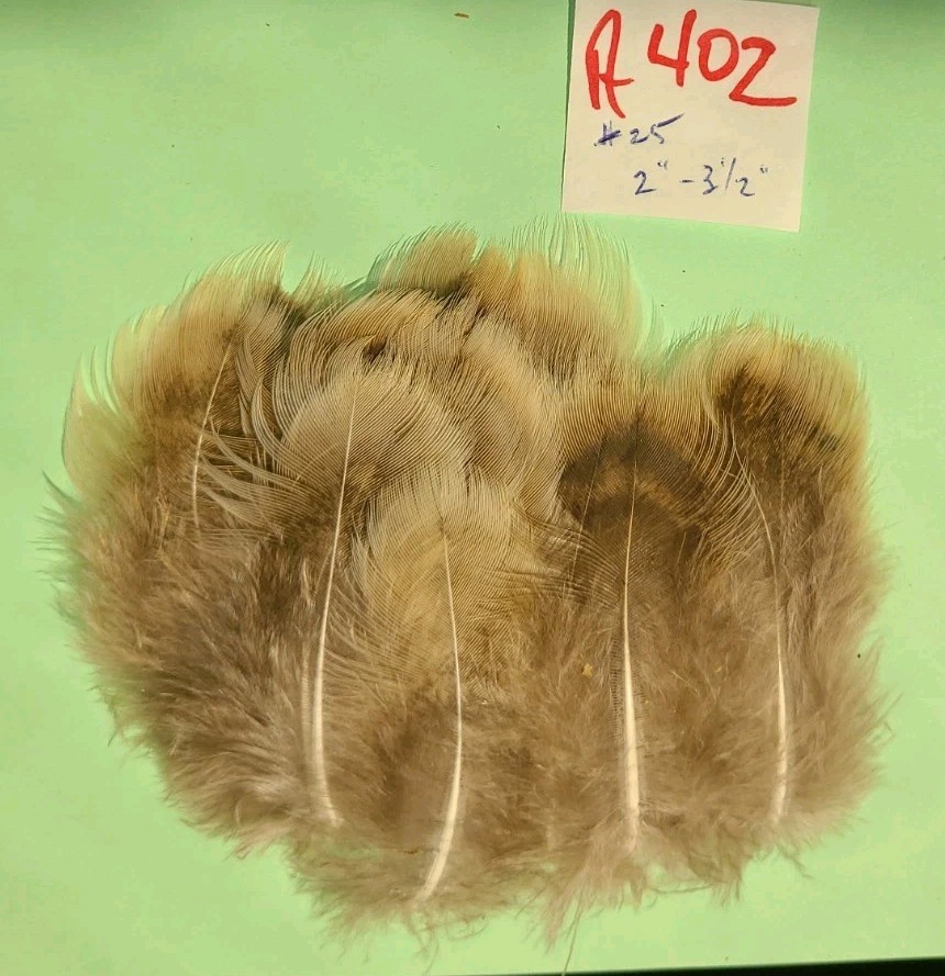 25 two-tone Peahen Body Feathers  2-3 1/2" long cruelty-free A402