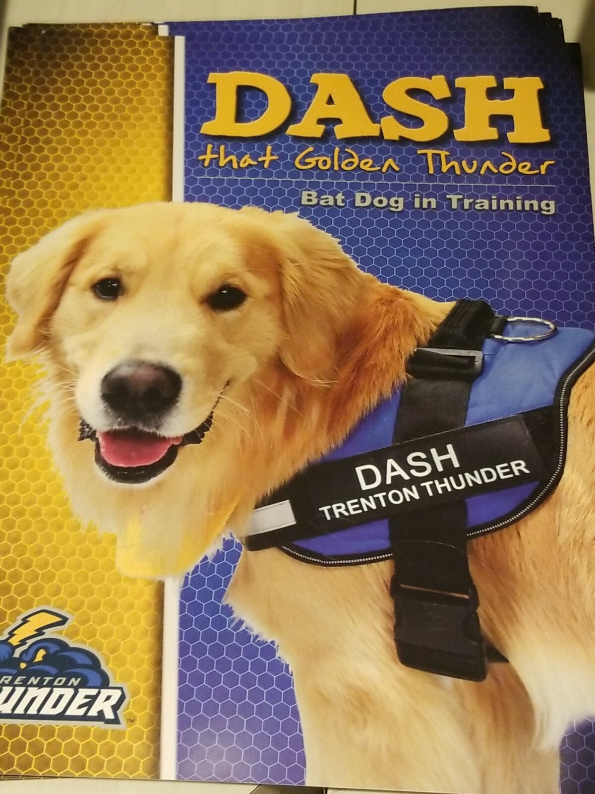 trenton thunder dash bat dog picture 8x10 photo card sga promo promotion game