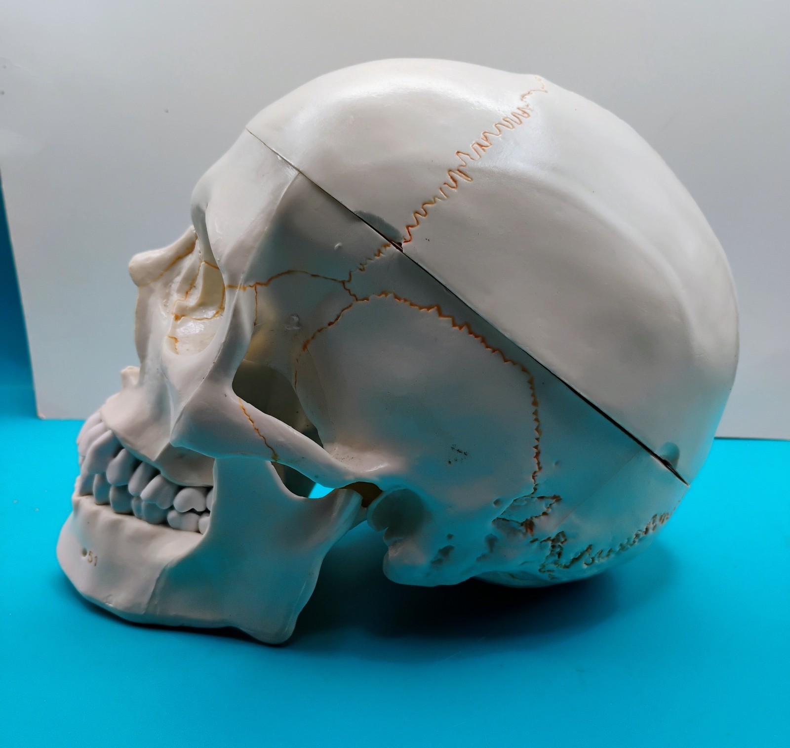 Human Skull Anatomical Model Moveable Jaw Numbered