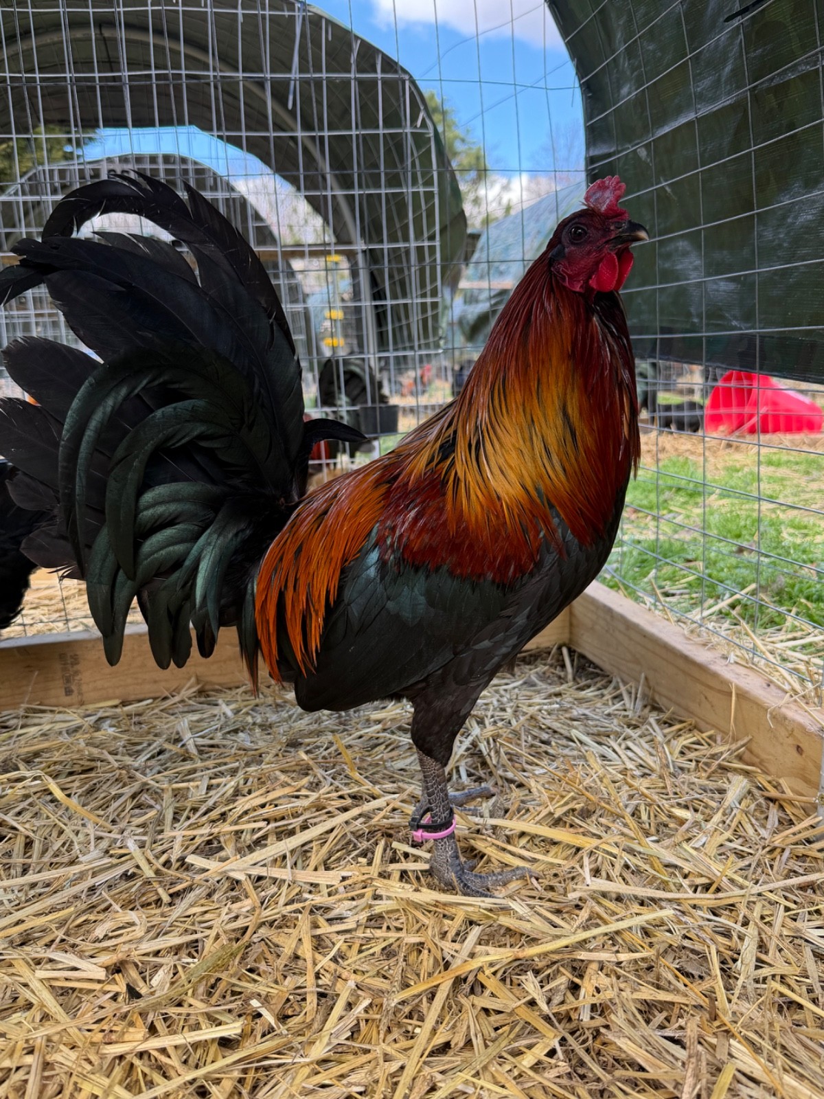 8 + Fertile Chicken Hatching Eggs (please message for strain)