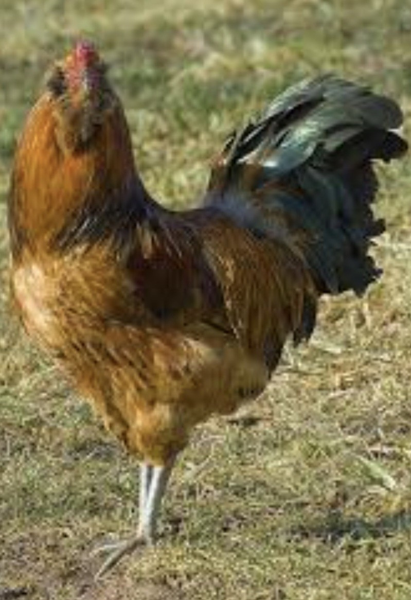 12 Ameraucana Easter Eggers Beautiful Unique Multi Colored Hatching Eggs NPIP