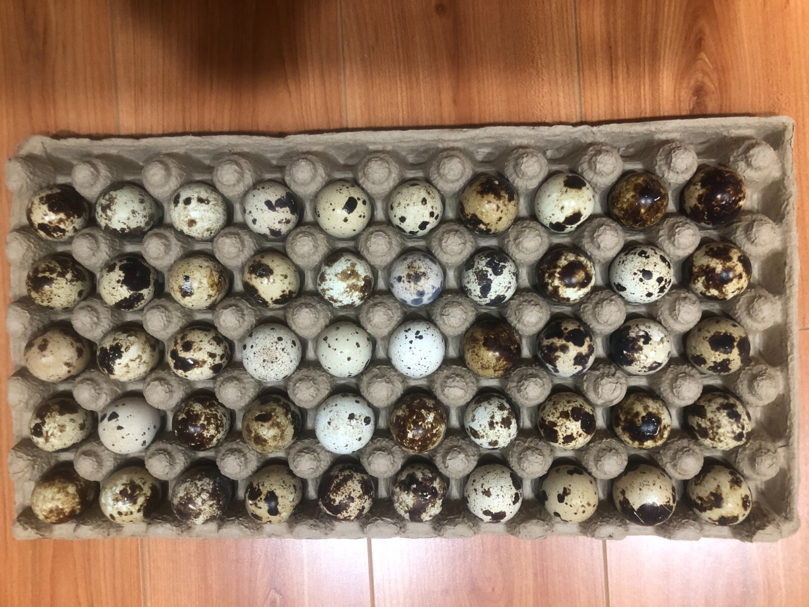 50 Jumbo Coturnix (Japanese) Quails Eggs for Hatching.