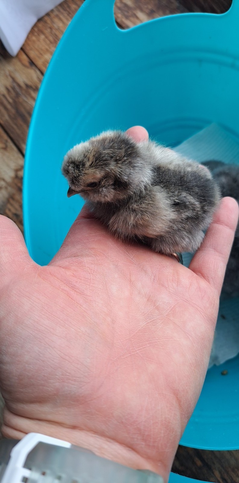 12 Silkie Hatching Eggs Npip