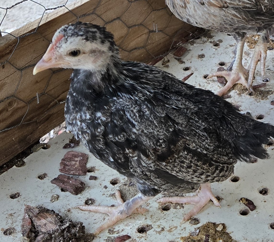 12+ Serama Hatching Eggs 🐣 Serama x Bantam Mix Tiny Pet Chickens