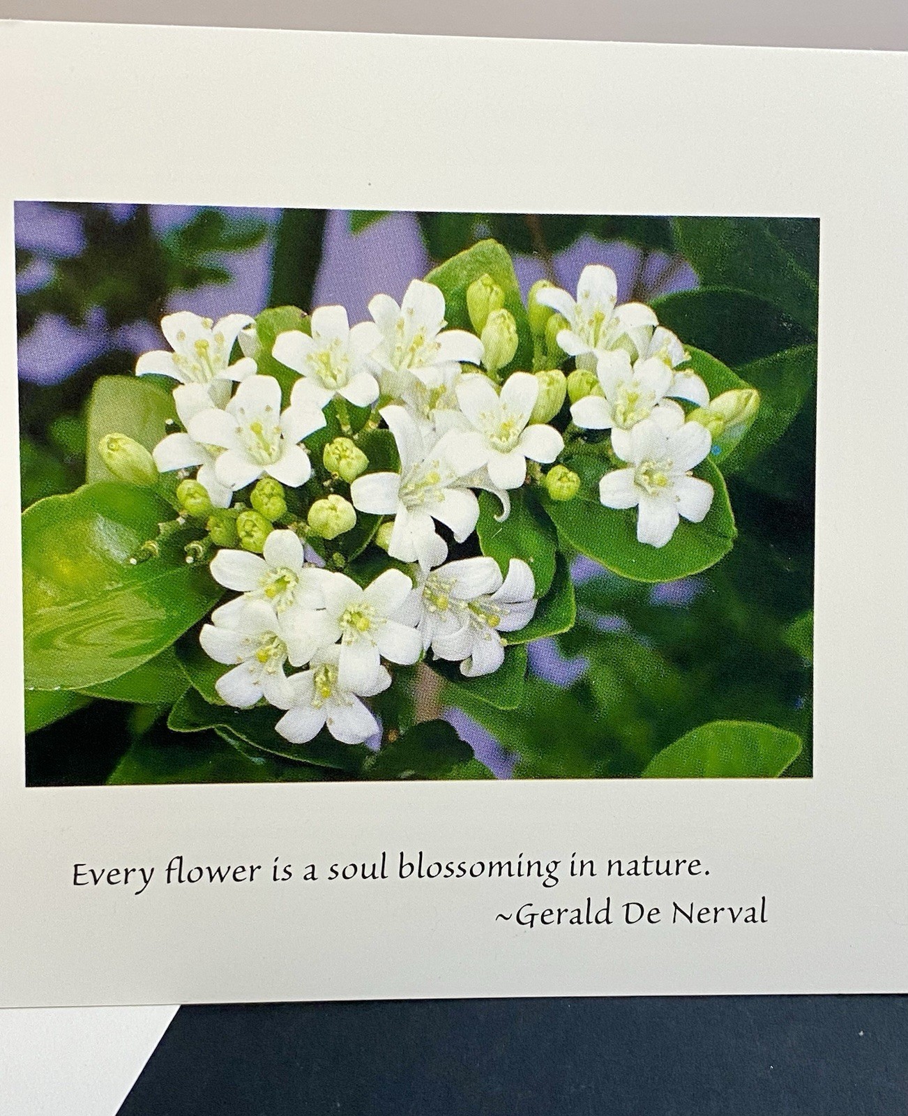 Photograph Of White Jasmine Flowers Blank Note Card W/Envelope Quote By Nerval