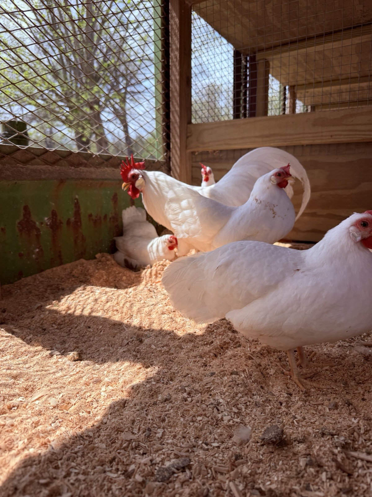 12+ Bantam White Leghorn Hatching Eggs - Show Quality