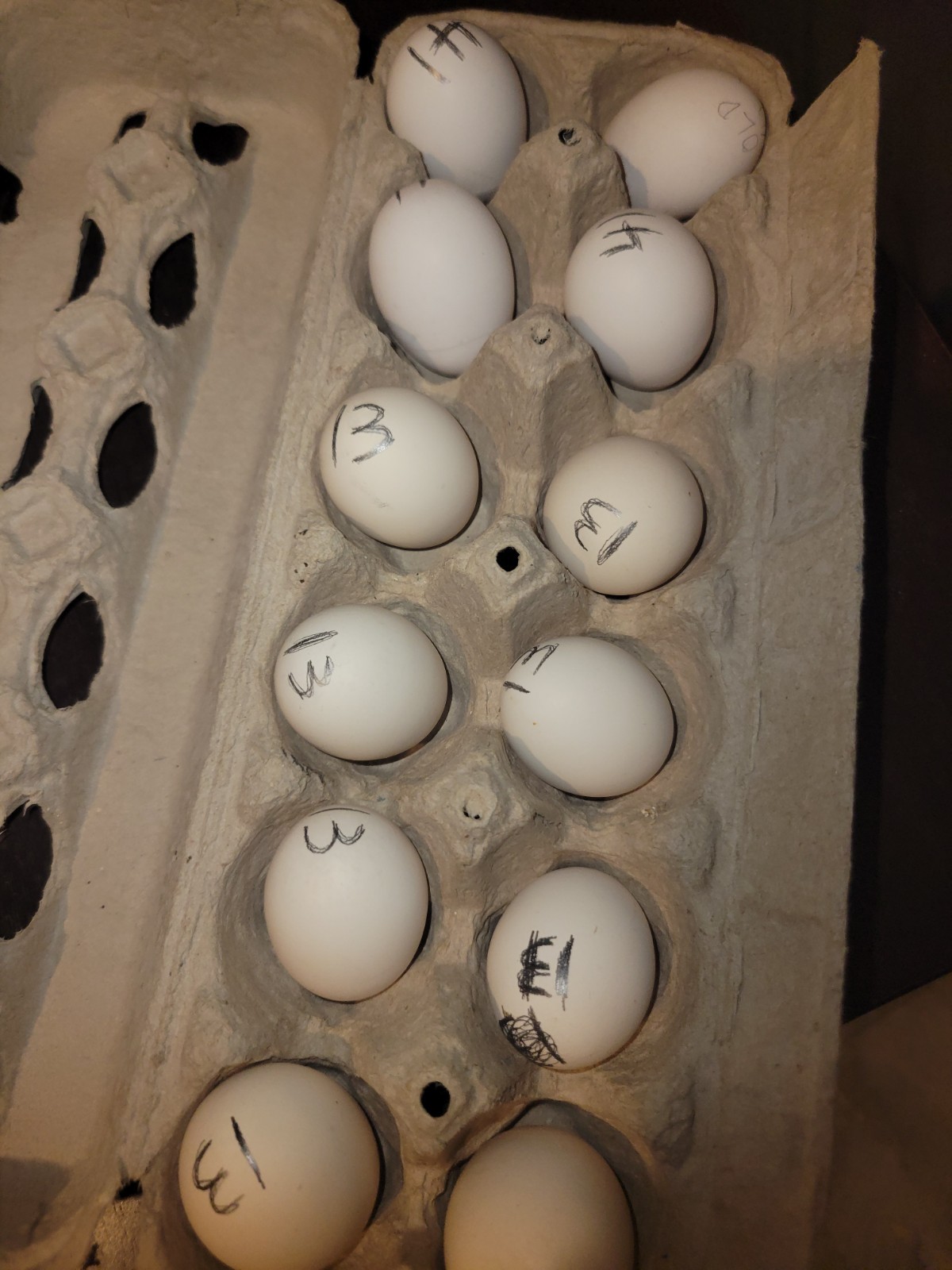 High end Kikiriki Eggs 1 Dozen extras included when available