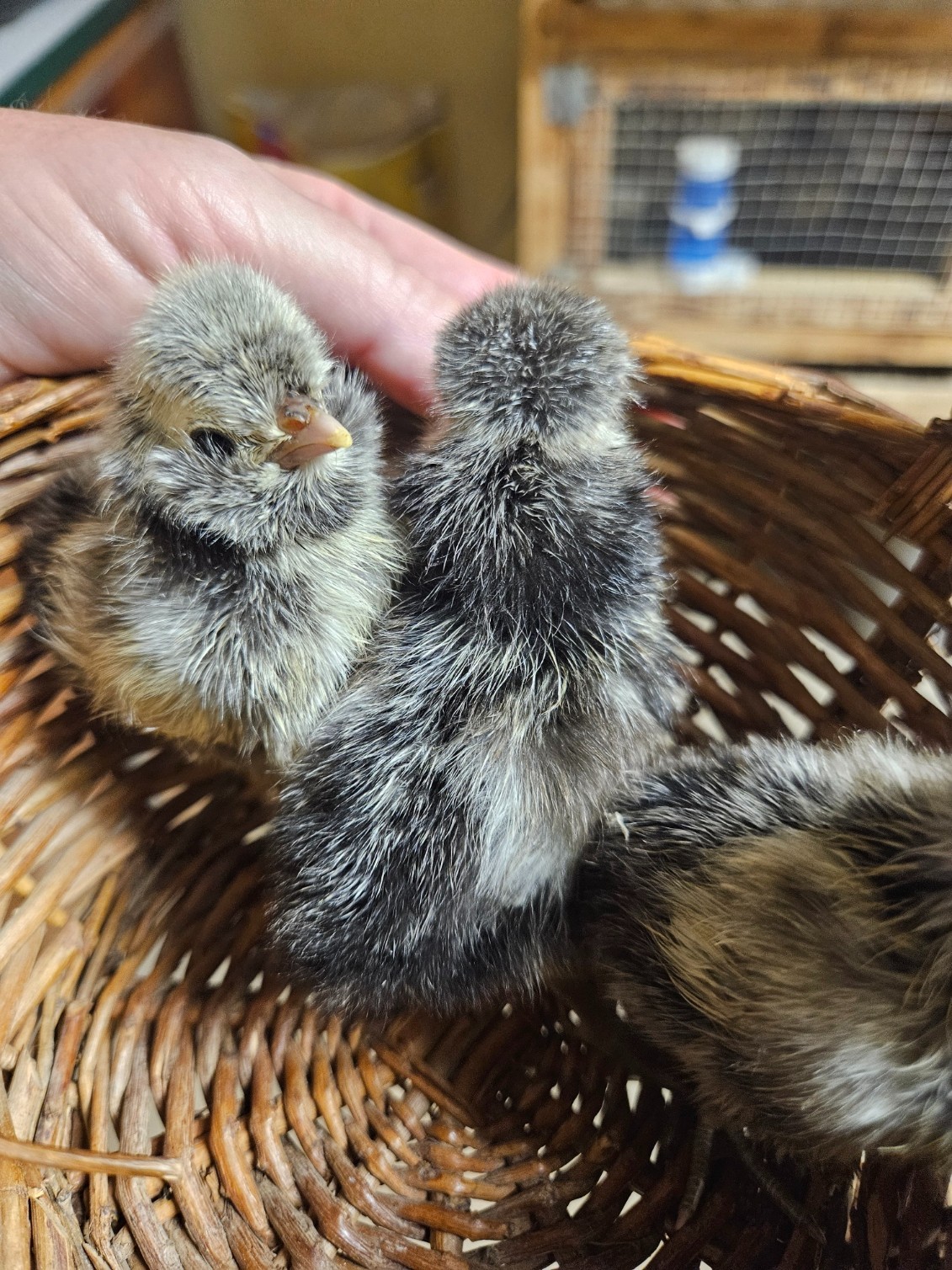Hatching Eggs Polish White Crested 8+ Blue, Black, Splash