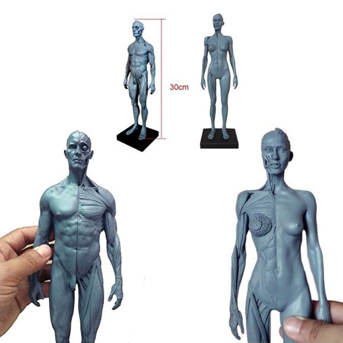 Female/Male 30CM Height PU Anatomical Anatomy Skull Head Body Muscle Bone Model