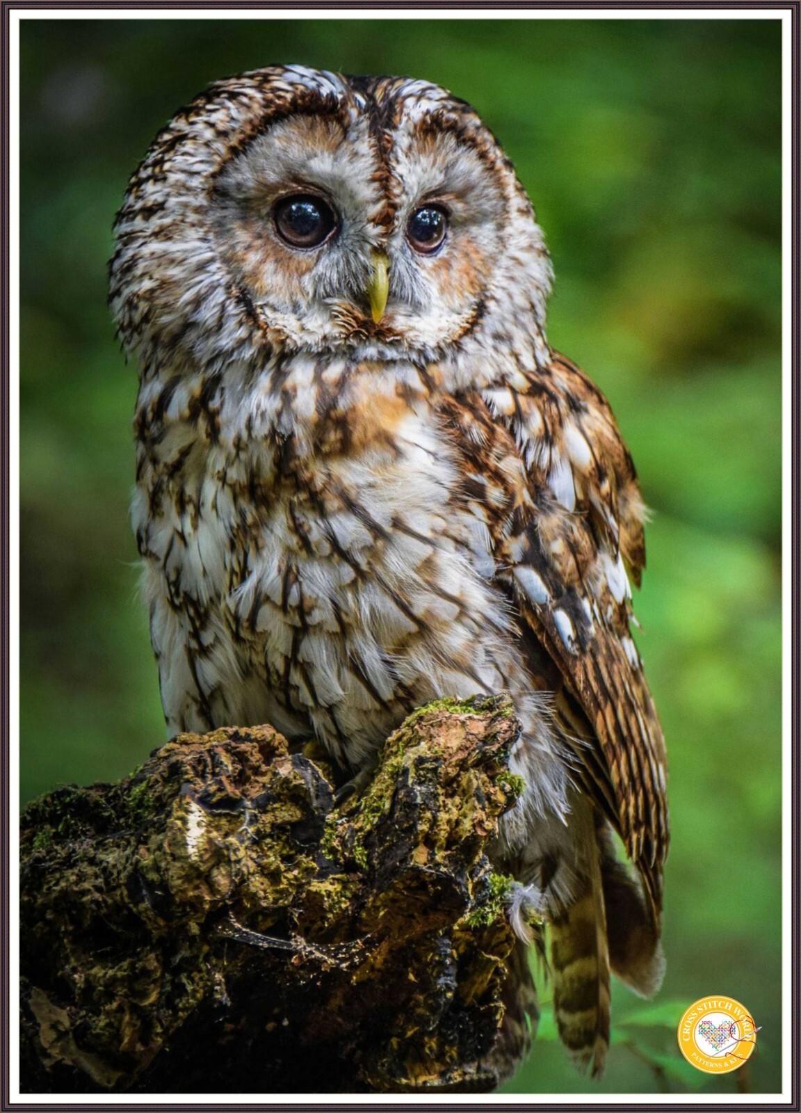 Screech Owl 731 Chart Counted Cross Stitch Pattern Needlework
