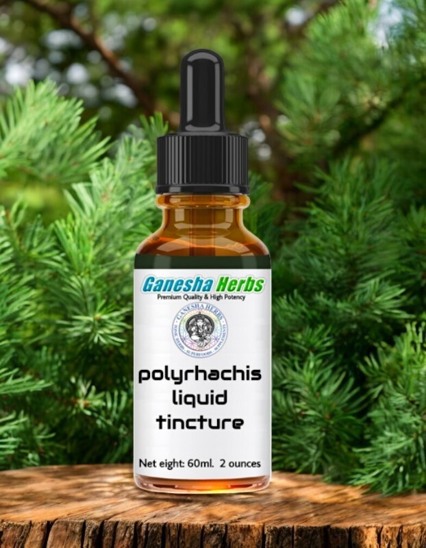 POLYRHACHIS  Wild Mountain Ant  Vicina Roger  LIQUID TINCTURE 2 ounces / 60ML