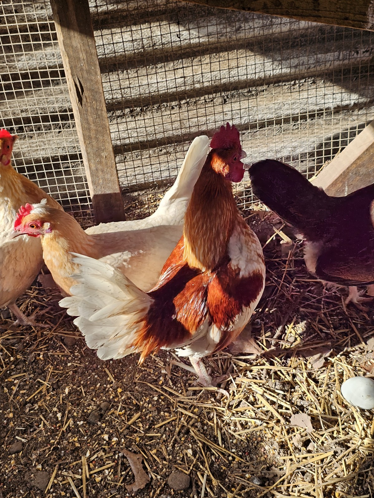 12 Old English Bantams