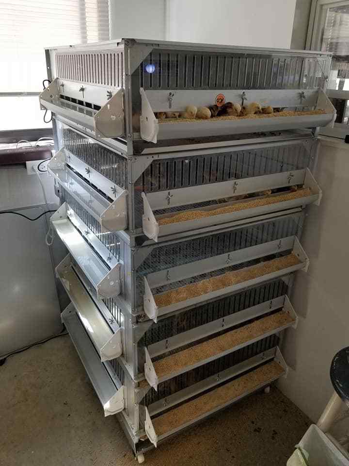 Brooder GQF Battery Brooder Deck Game Bird Poultry 5 Box Brooder 0540 Poultry