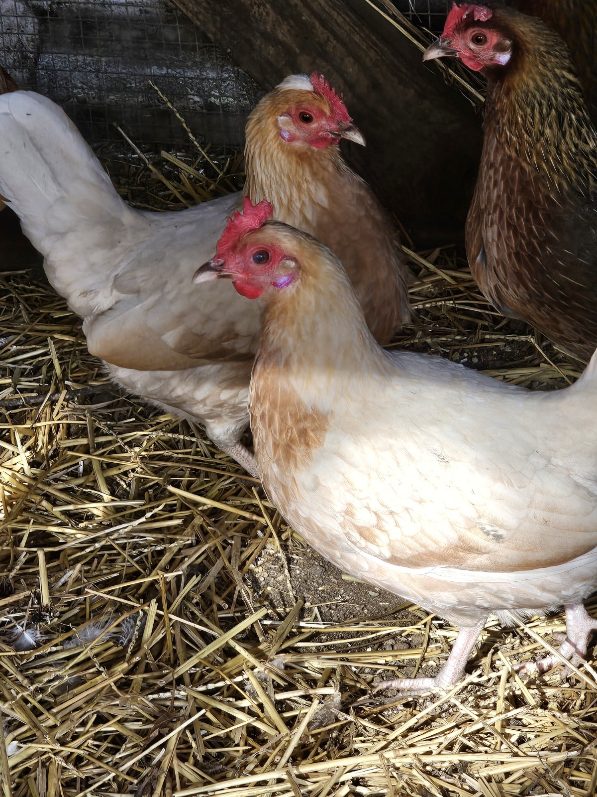 12 Old English Bantams