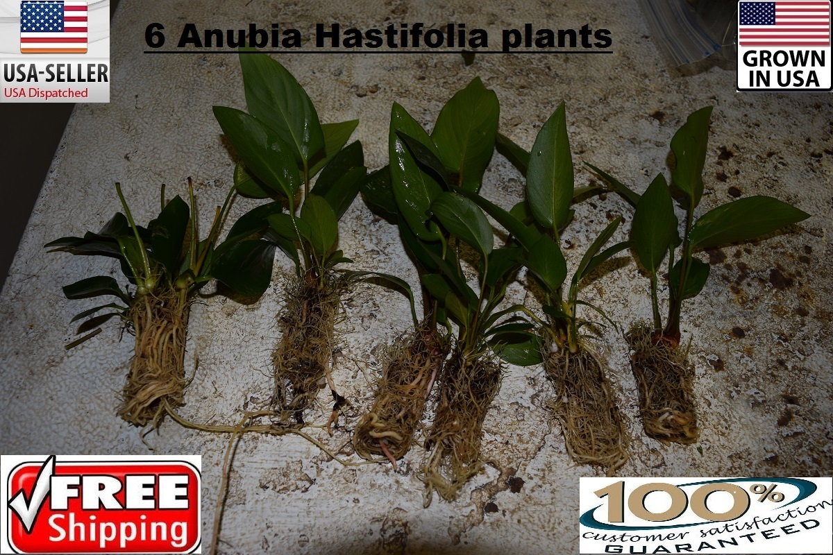 6  Anubia Hastifolia plants Easy Aquarium aquascaping planted tank light easy
