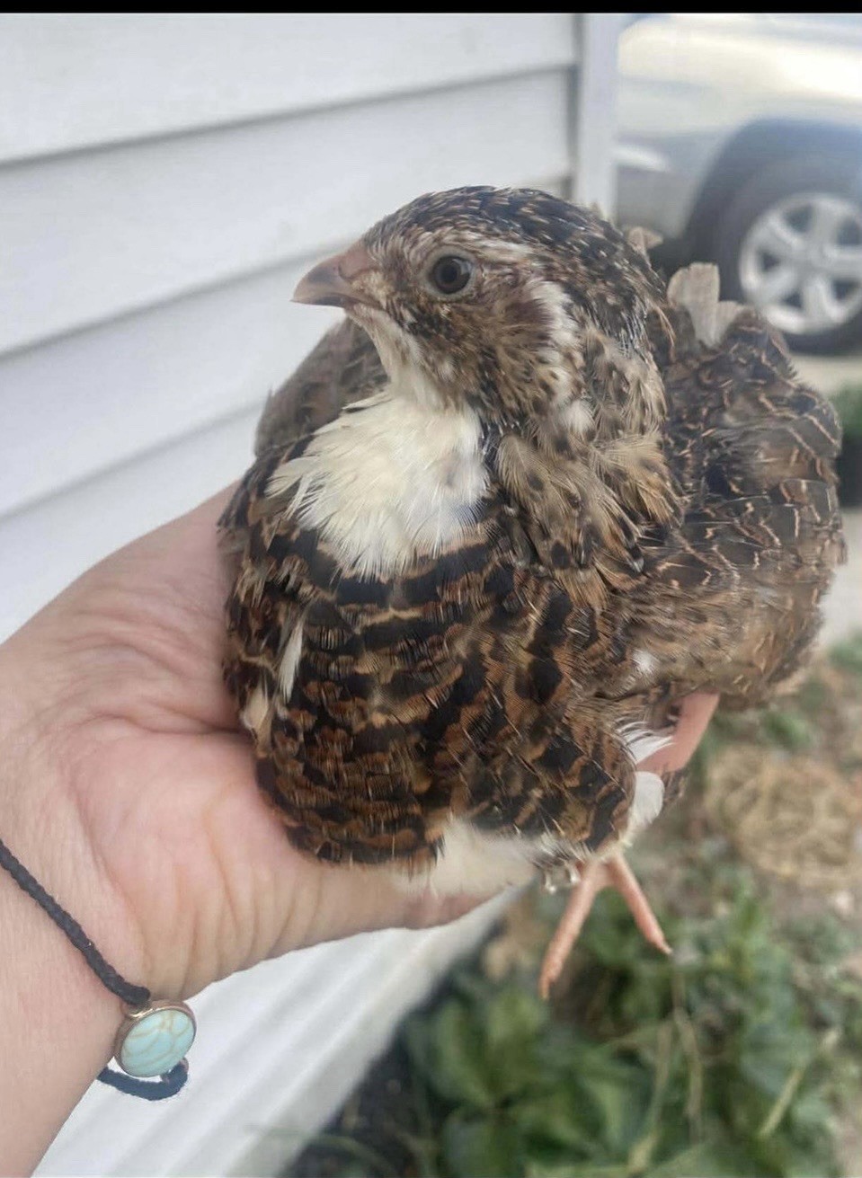 18 Assorted Coturnix Quail Hatching Eggs | Mixed Colors | Foam Packed