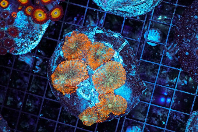 Orange Rhodactis Mushroom Rock Colony WYSIWYG - SAQ Coral Farm