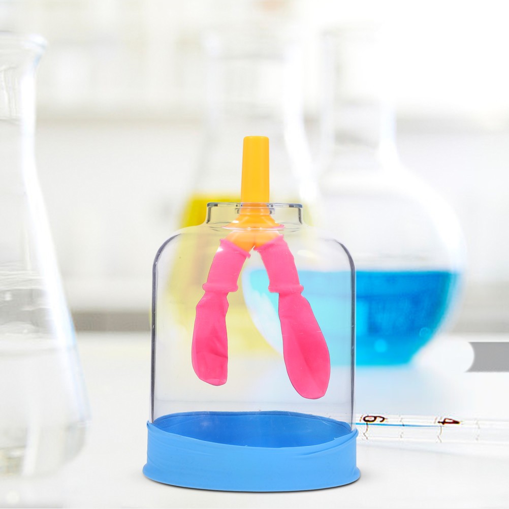 Lung Demonstration Model Function Teaching Aid