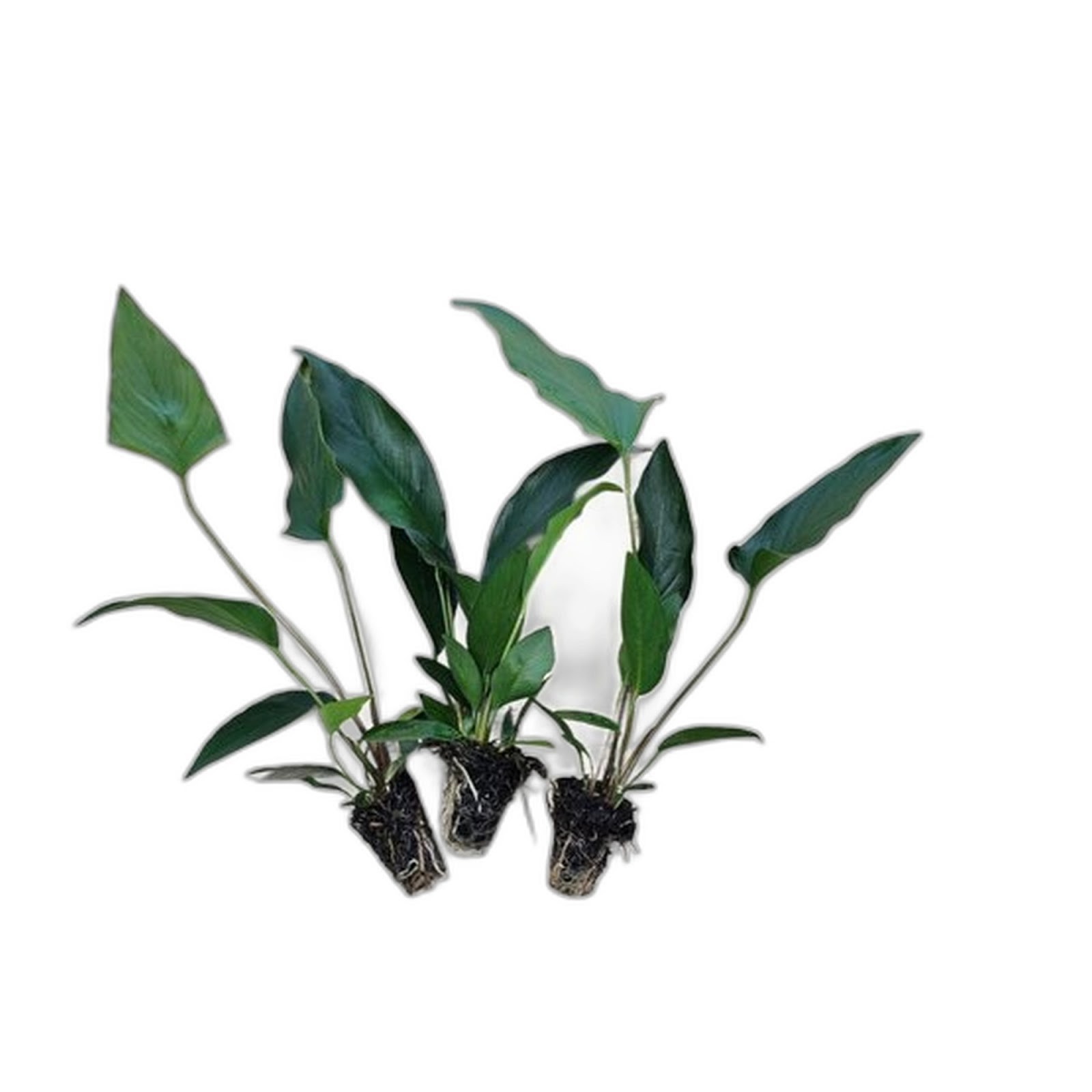Anubias Starter Bundle (3-Pack) – Medium to Large Live Aquarium Plants