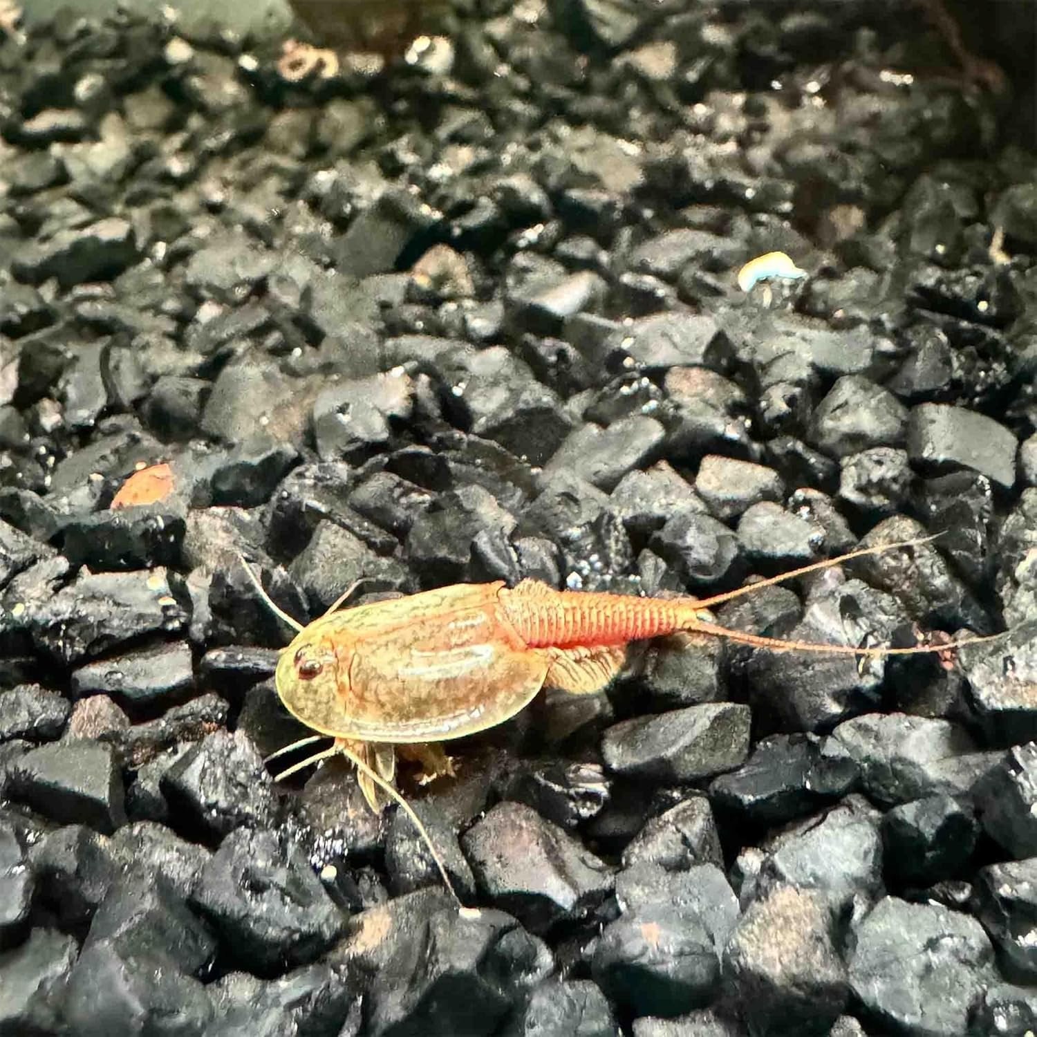 Triops Granarius Eggs for Hatching 200 Count Educational Science Project