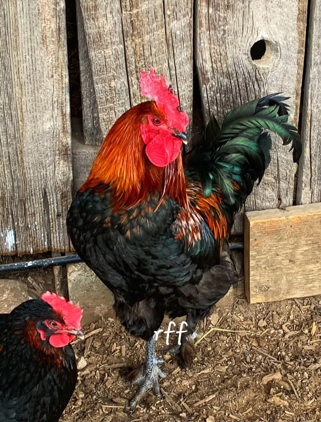 12 Black Cooper Maran Chicken Hatching Eggs