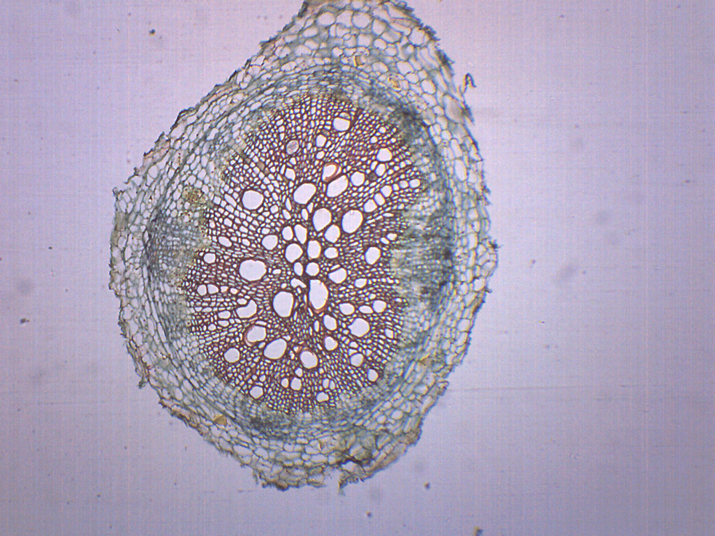 Dicot Root - Prepared Microscope Slide - 75x25mm - Eisco Labs