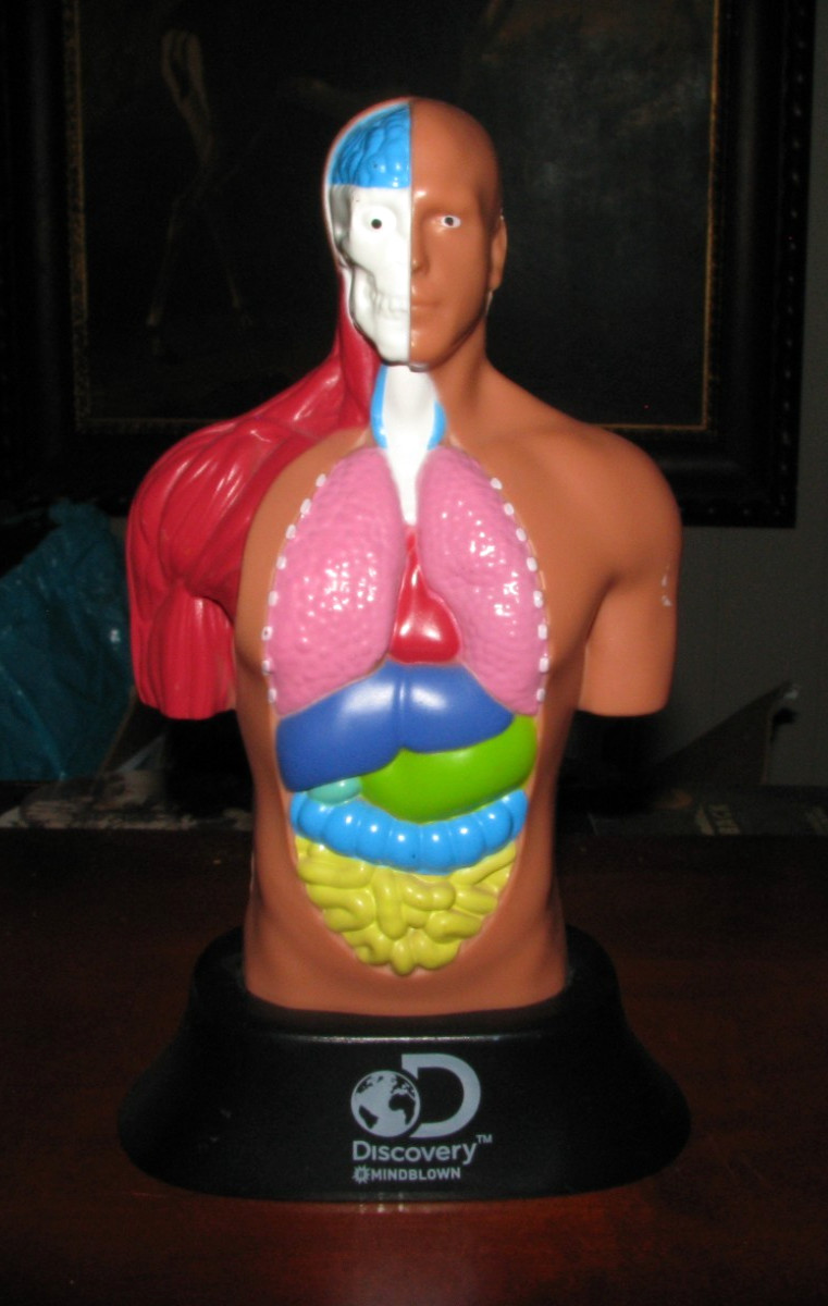Discovery Mindblown Kids Career Doctor Play Set Anatomy Human Body Model Display