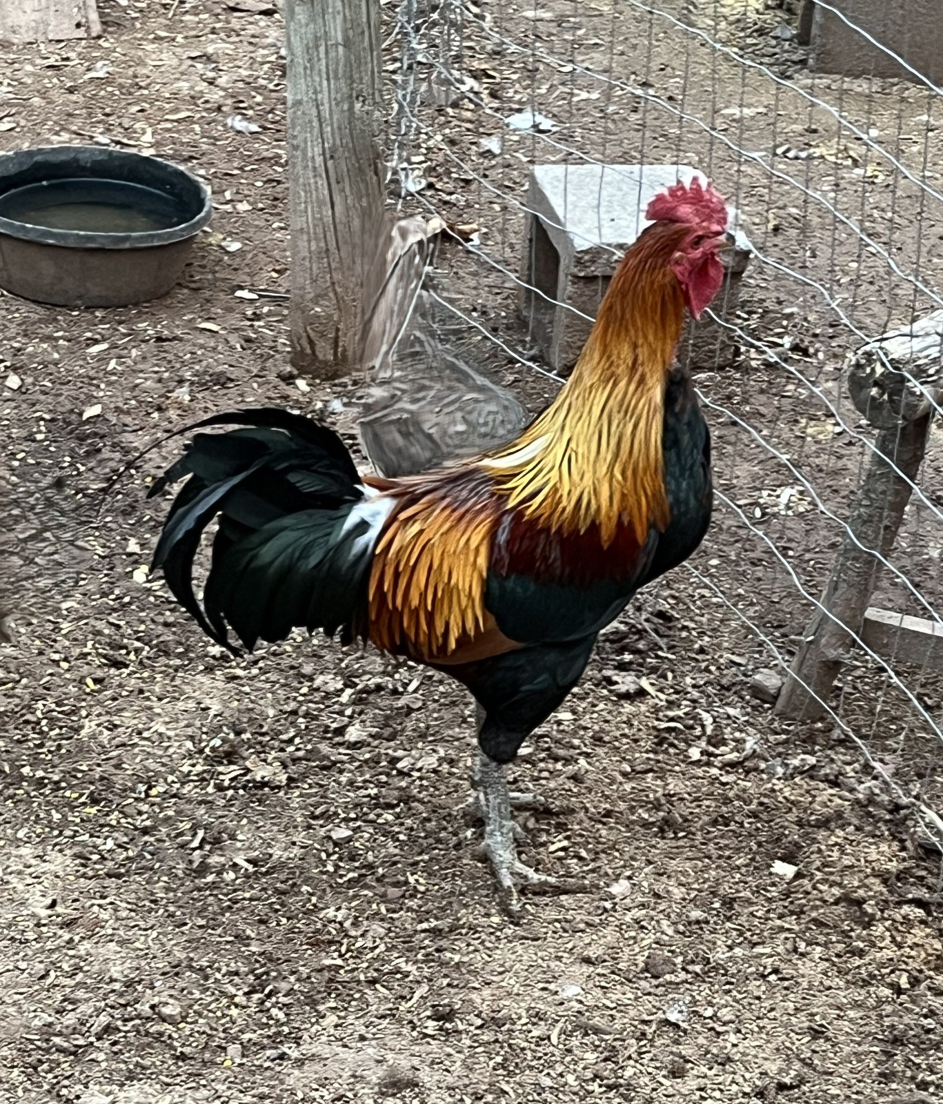 6+ Ayam Ketewa "Laughing Chicken" hatching eggs