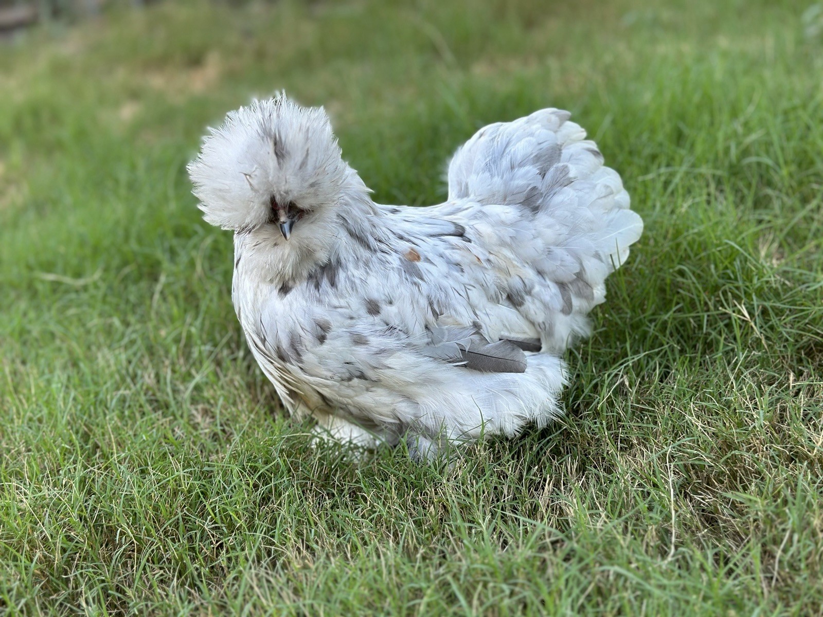 18-pack Fertile Silkie Hatching Eggs - Variety Pack
