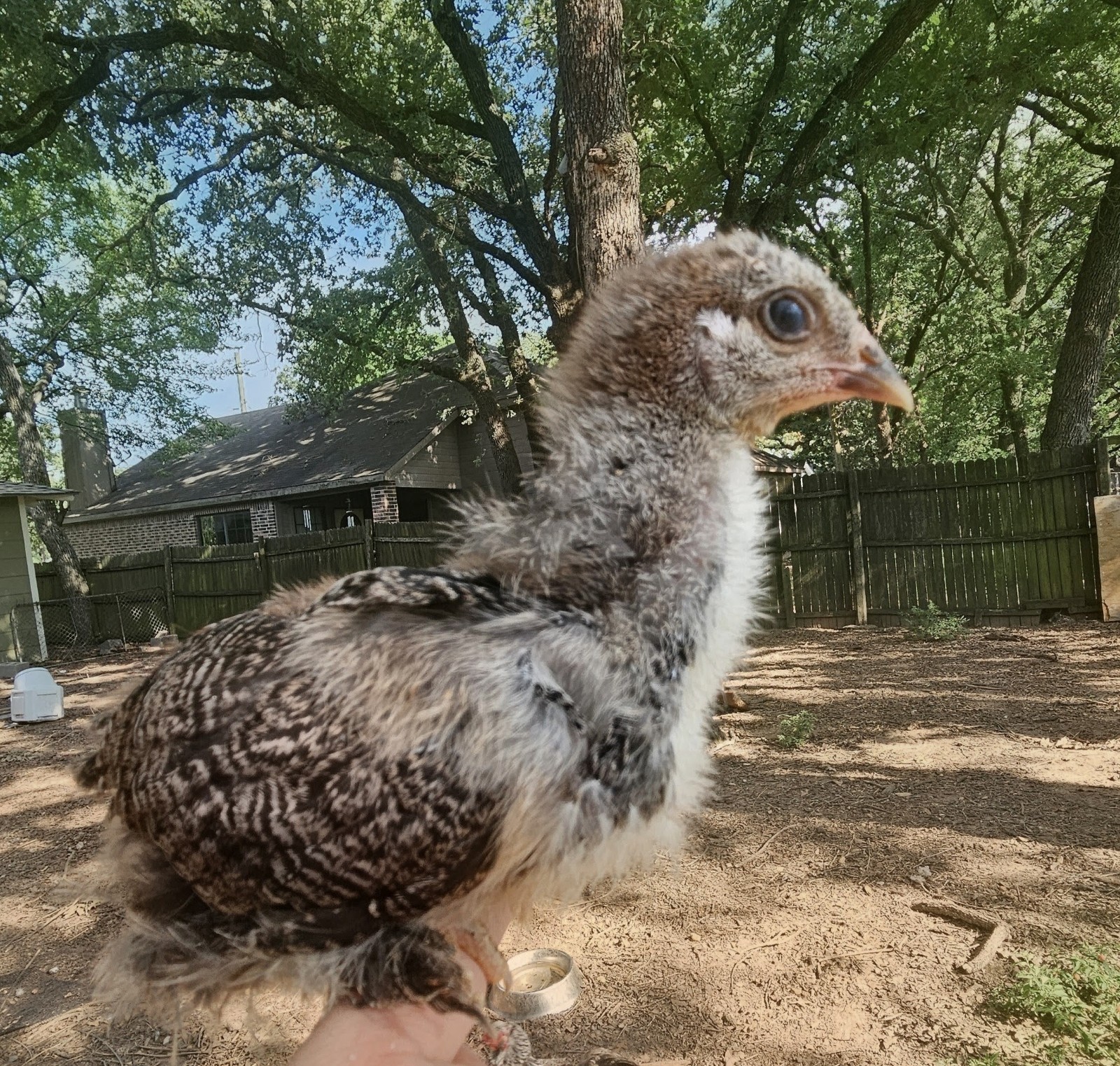 6+ DARK BRAHMA Fertile Hatching Eggs