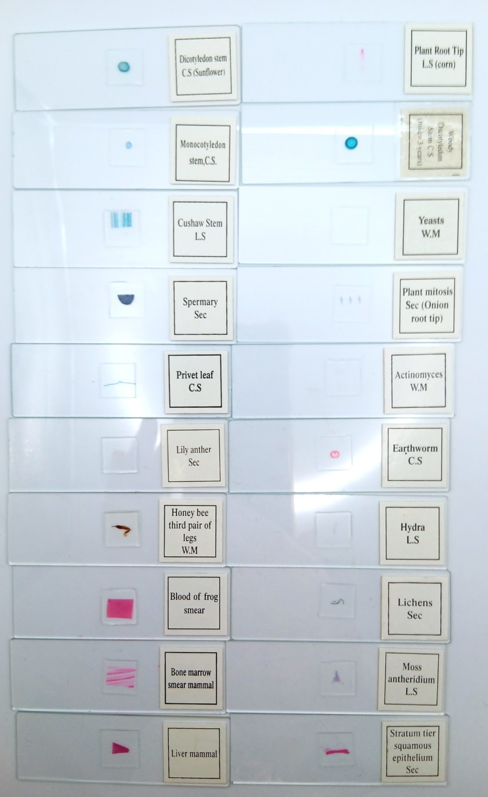 Histological Microscope Slide Preparations (100) - Zoological and Botanical