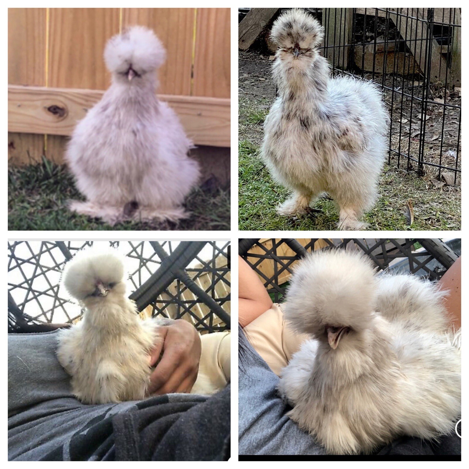 SHOW QUALITY 10 Silkie Chicken Hatching Eggs