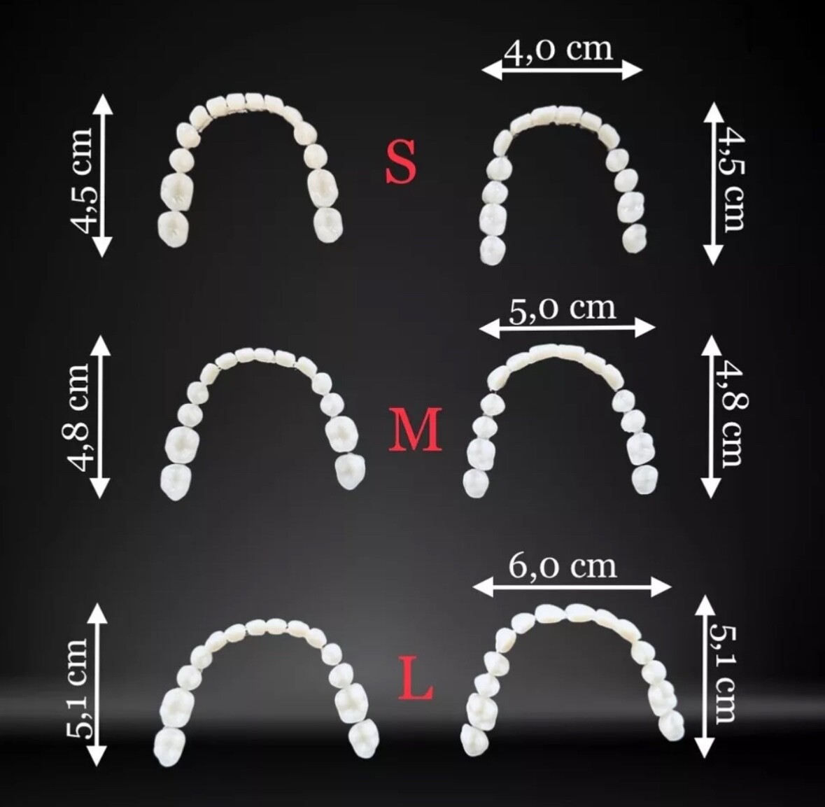 Foam model, teaching model prostheses model dental technology model, tooth