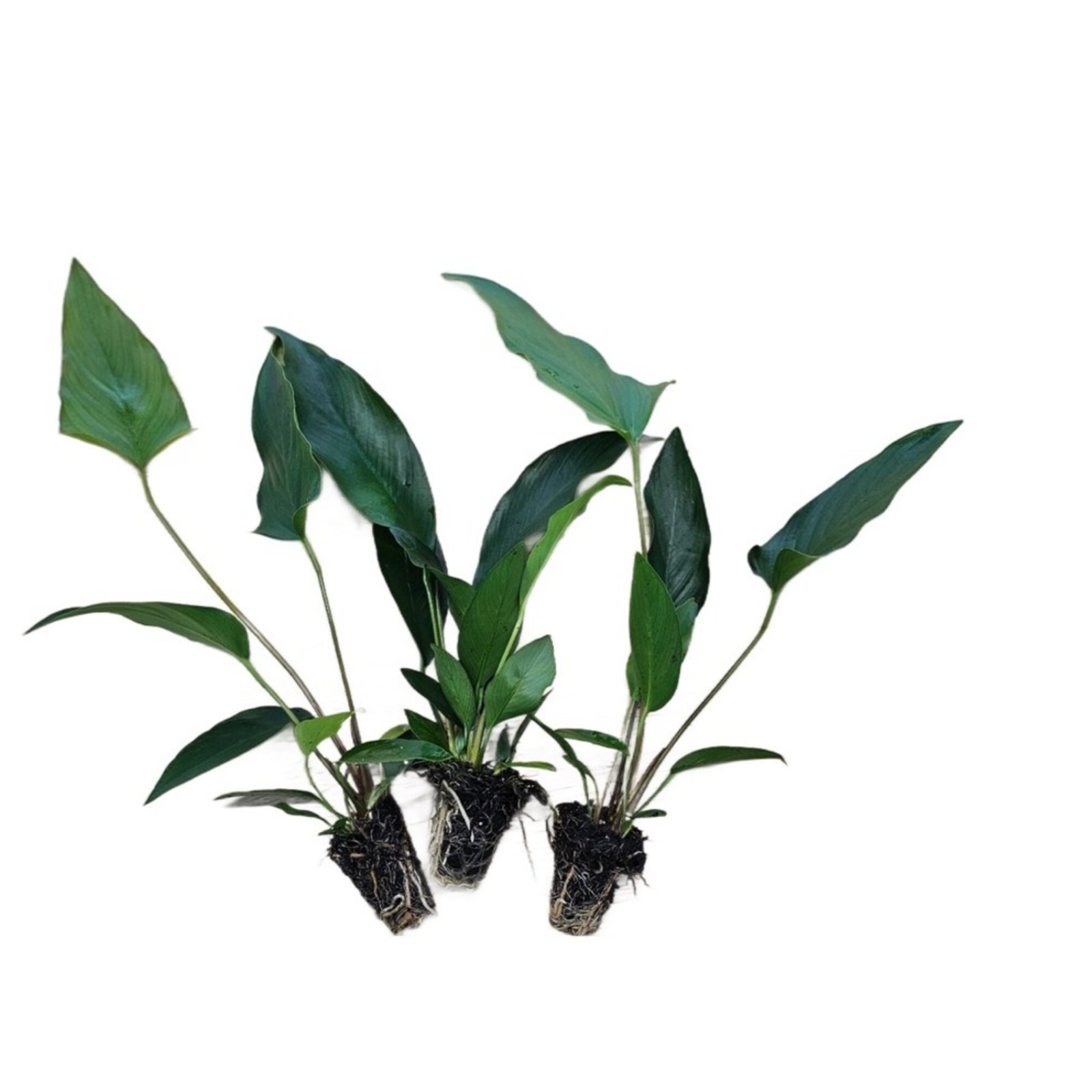 Anubias Starter Bundle (3-Pack) – Medium to Large Live Aquarium Plants