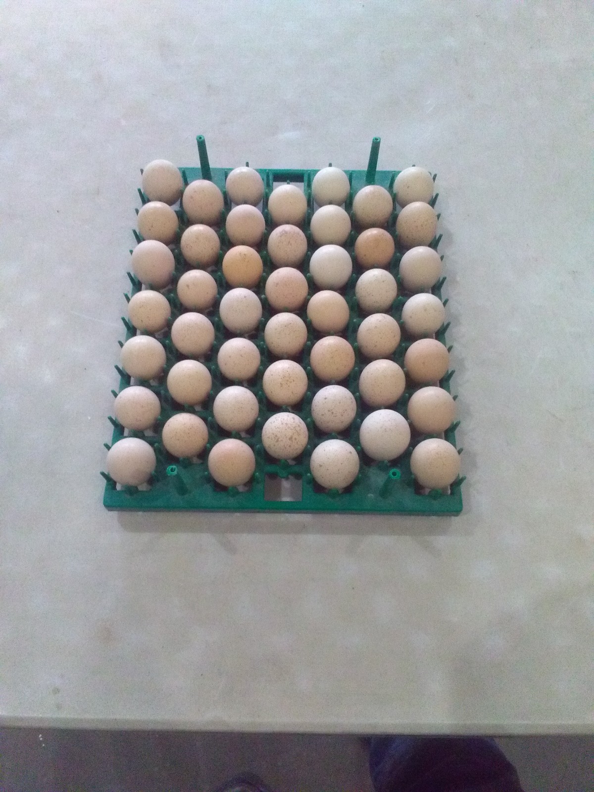 28+ Fertile Chukar Partridge Hatching Eggs